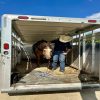Dolly (Quarter Horse)
