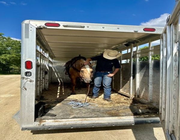 Dolly (Quarter Horse)