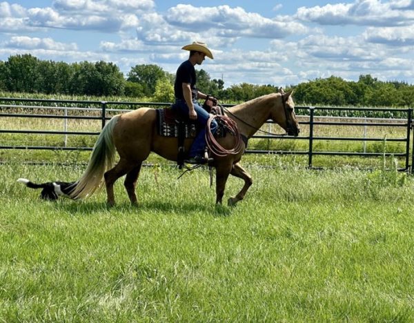Dolly (Quarter Horse)