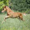 Whiz (Friesan Horse)