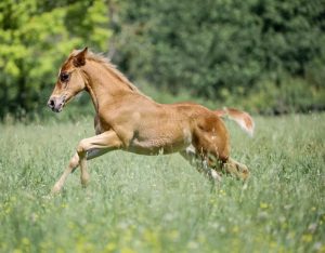 Whiz (Friesan Horse)