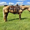 Dolly (Quarter Horse)