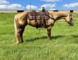 Dolly (Quarter Horse)