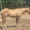 Applesauce (Quarter Horse)