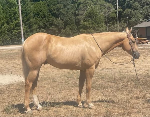 Applesauce (Quarter Horse)
