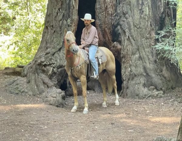 Applesauce (Quarter Horse)