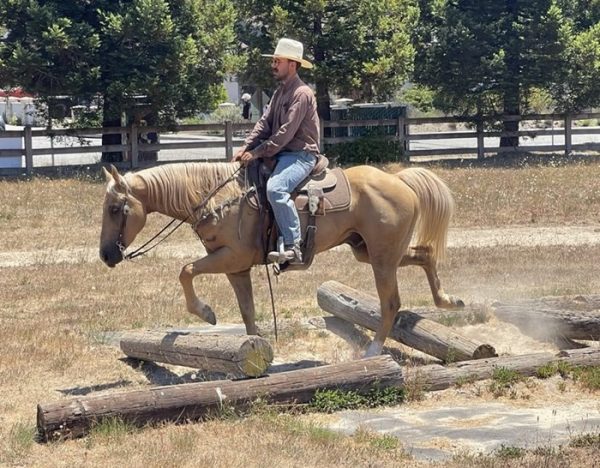 Applesauce (Quarter Horse)