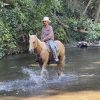 Applesauce (Quarter Horse)