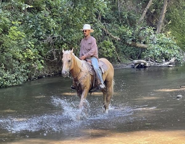 Applesauce (Quarter Horse)