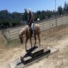 Applesauce (Quarter Horse)