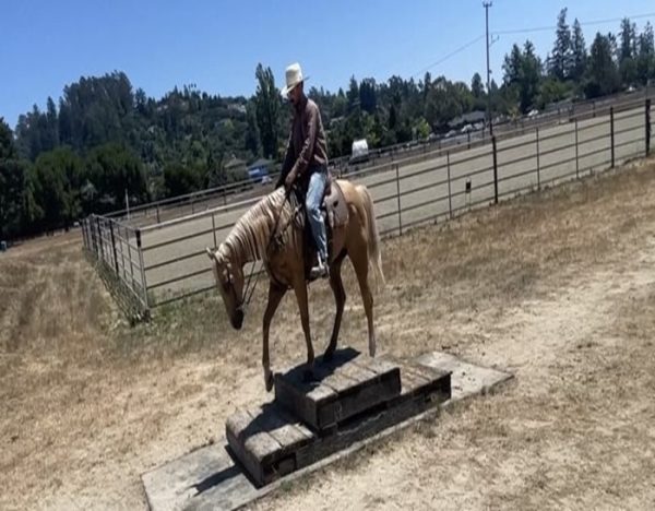 Applesauce (Quarter Horse)