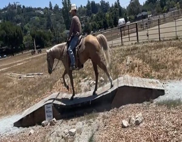Applesauce (Quarter Horse)