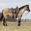 Skip King (Quarter Horse)