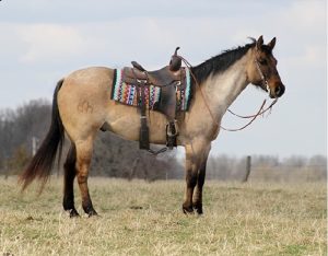Skip King (Quarter Horse)