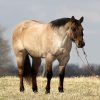 Skip King (Quarter Horse)