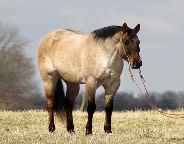 Skip King (Quarter Horse)