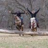 Skip King (Quarter Horse)
