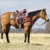 Skip King (Quarter Horse)