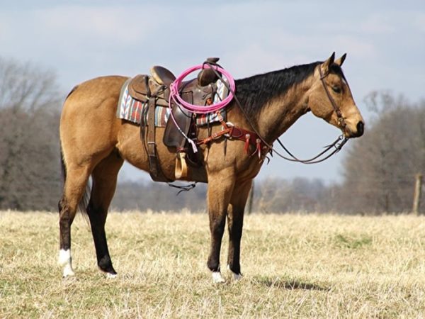Skip King (Quarter Horse)
