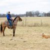 Skip King (Quarter Horse)