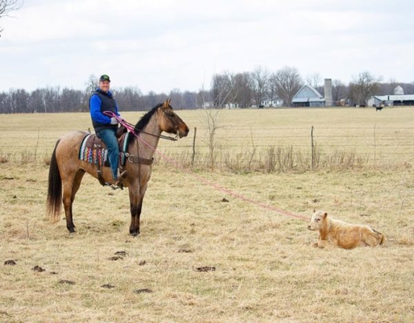 Skip King (Quarter Horse)