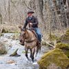 Skip King (Quarter Horse)