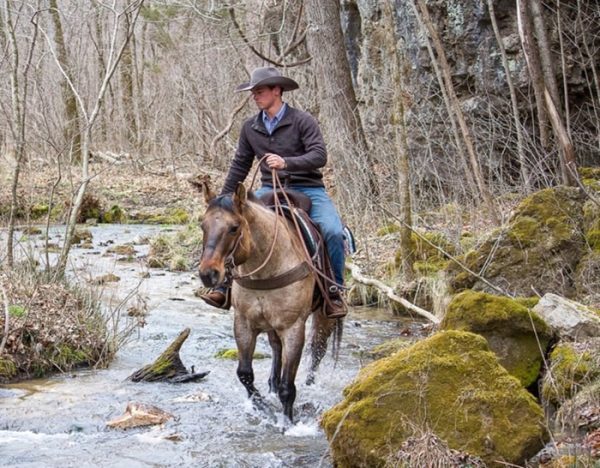 Skip King (Quarter Horse)
