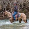 Skip King (Quarter Horse)