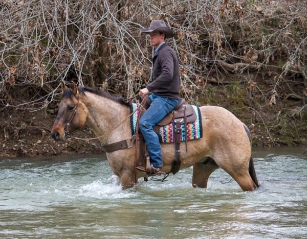 Skip King (Quarter Horse)