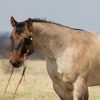 Skip King (Quarter Horse)