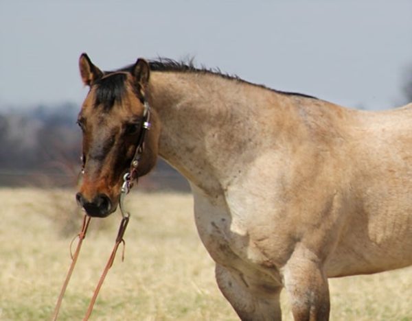 Skip King (Quarter Horse)
