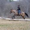 Skip King (Quarter Horse)