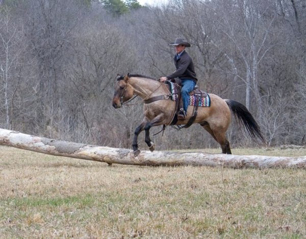 Skip King (Quarter Horse)