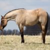Skip King (Quarter Horse)