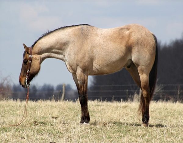 Skip King (Quarter Horse)