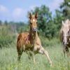 Whiz (Friesan Horse)