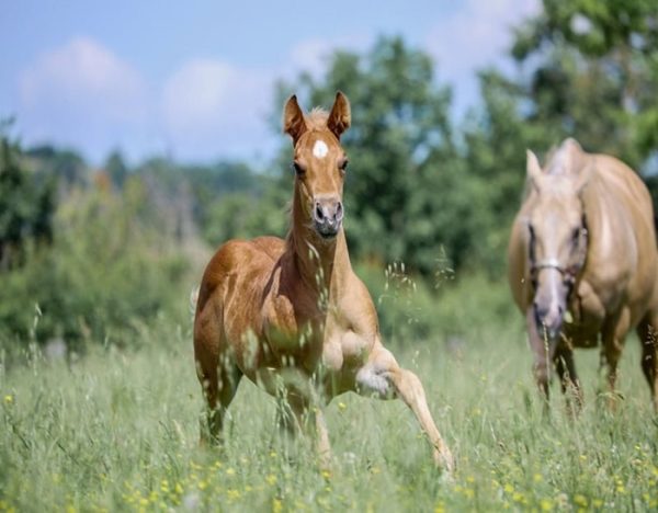 Whiz (Friesan Horse)