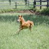 Whiz (Friesan Horse)