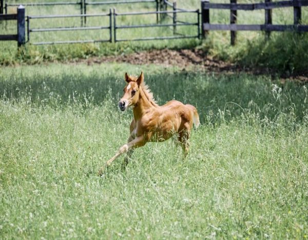 Whiz (Friesan Horse)