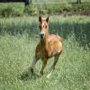 Whiz (Friesan Horse)