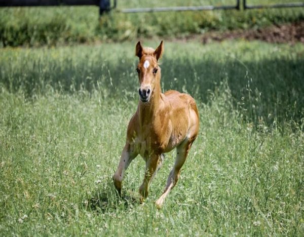 Whiz (Friesan Horse)