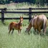 Whiz (Friesan Horse)