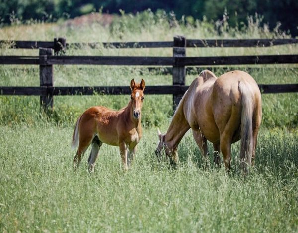 Whiz (Friesan Horse)
