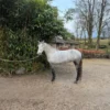Lisa (Andalusian horse)