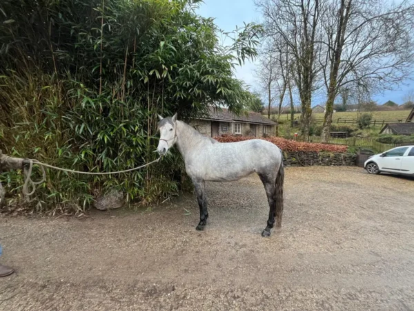 Lisa (Andalusian horse)