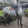 Lisa (Andalusian horse)