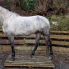 Lisa (Andalusian horse)
