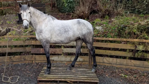 Lisa (Andalusian horse)