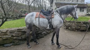 Lisa (Andalusian horse)