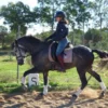 Ela (Andalusian Horse)